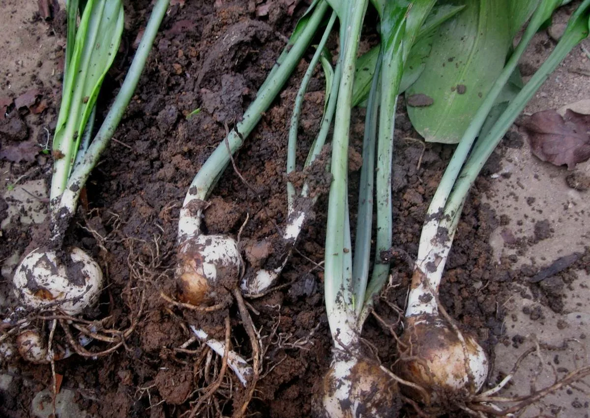 Яндекс.Картинки