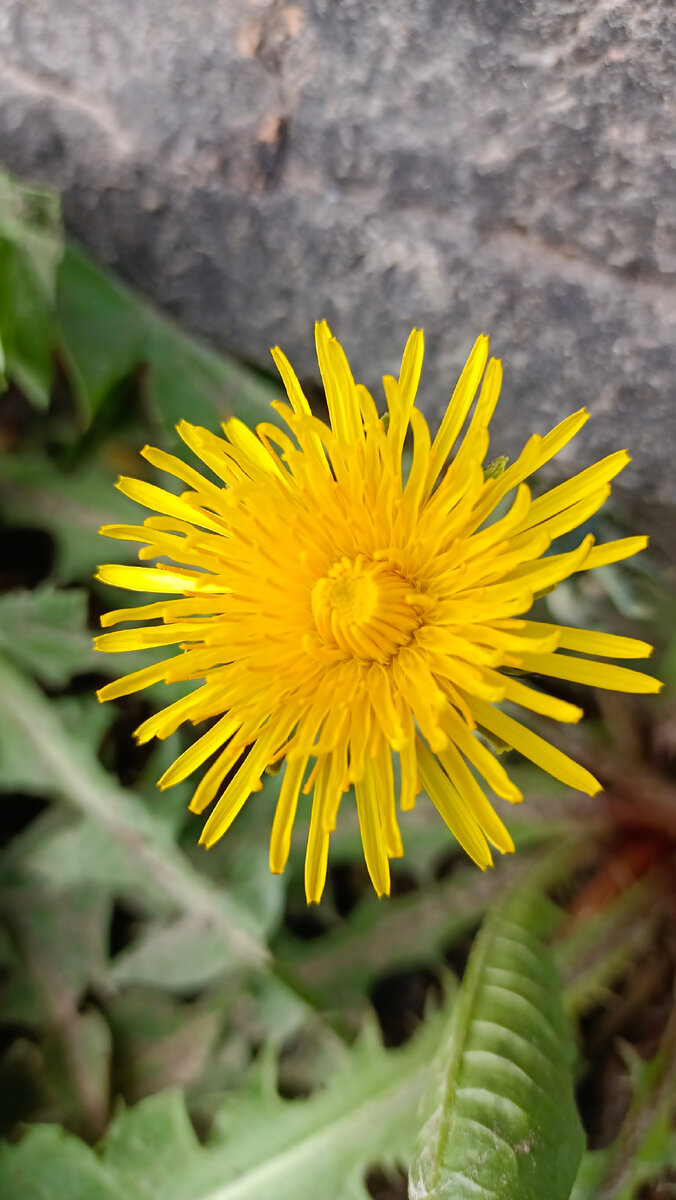 Для одуванчикового меда подходят только что распустившиеся цветочки