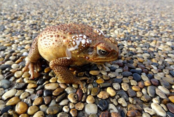 На фотографии изображена ядовитая австралийская тростная жаба. / Кредит: Getty/iStockphot