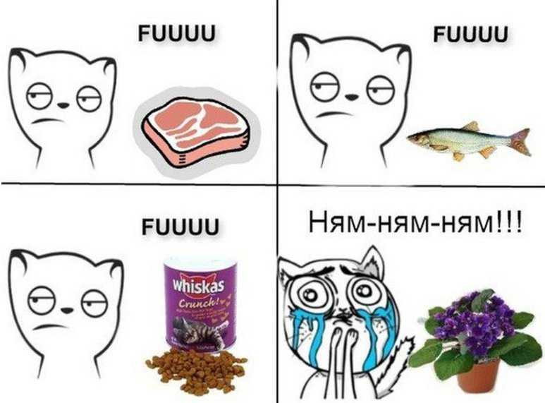 Мемы про котят. Мемы про котов. Мемы про гогтов. Коты приколы мемы. Смешные мемы с кошками.