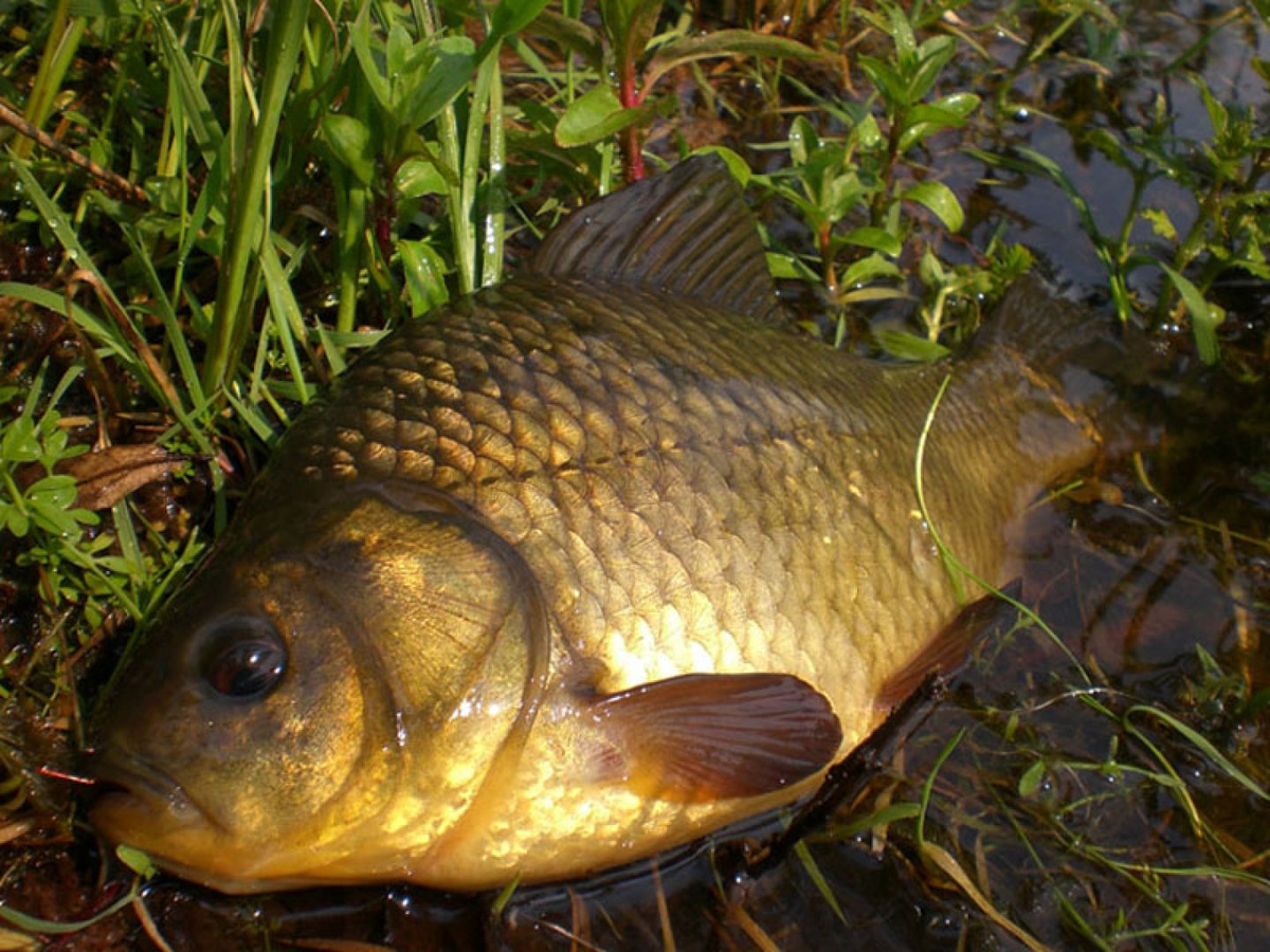 Серебряный карась (Carassius gibelio). Карась мабуна. Карась Озерный. Карась Речной.