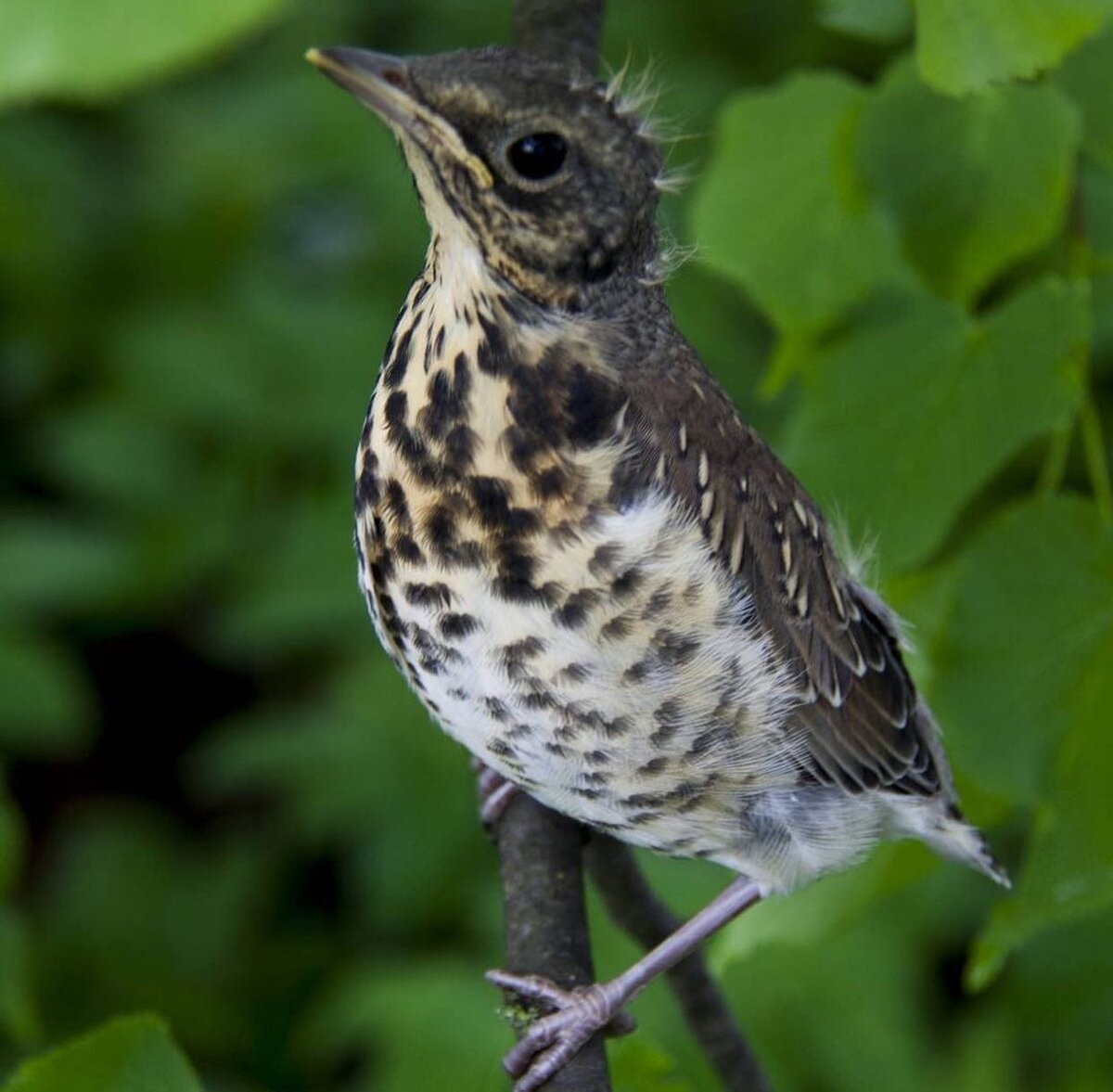 Недовольный слеток дрозда-рябинника