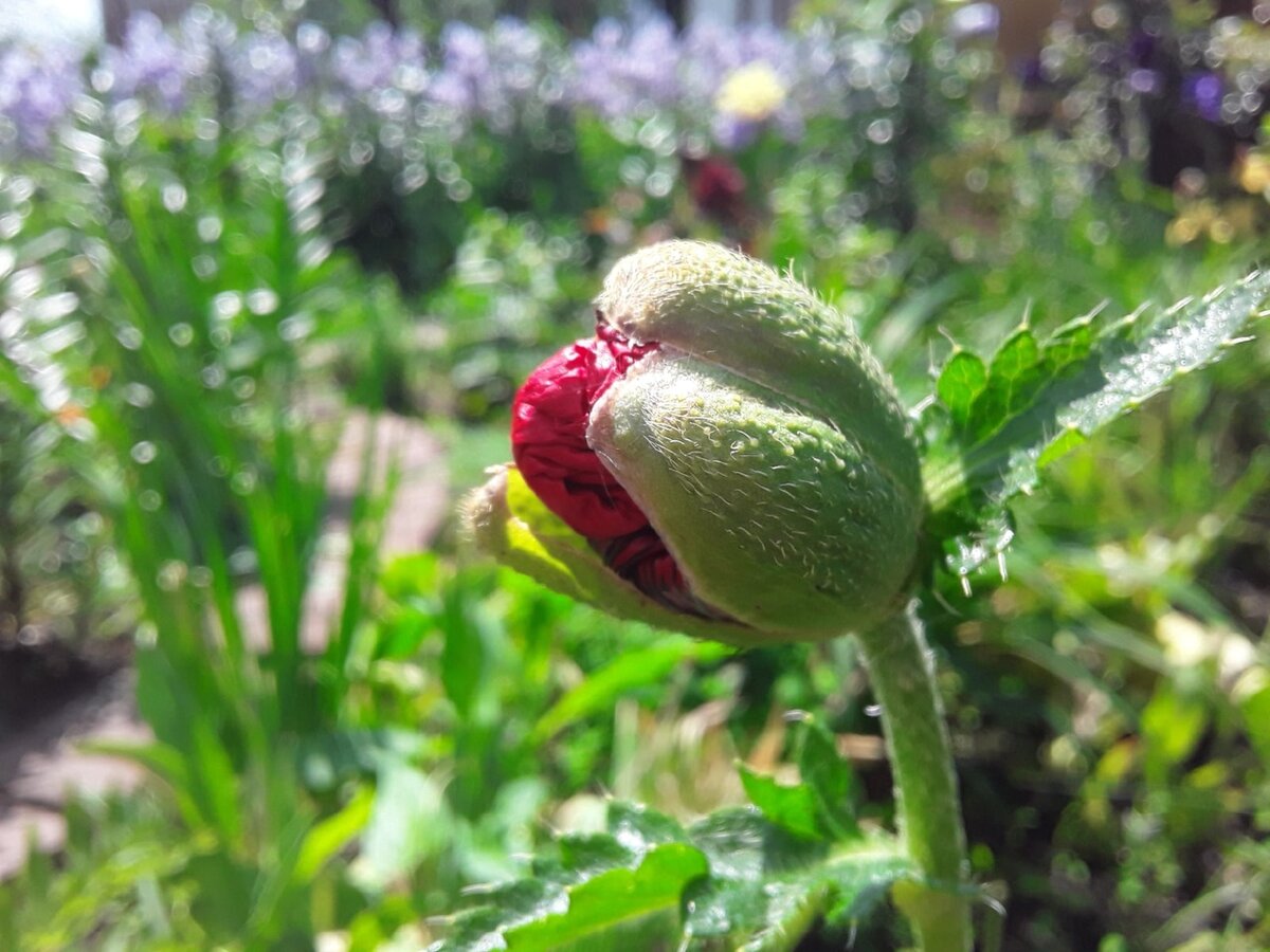 Окрасившийся бутон мака восточного