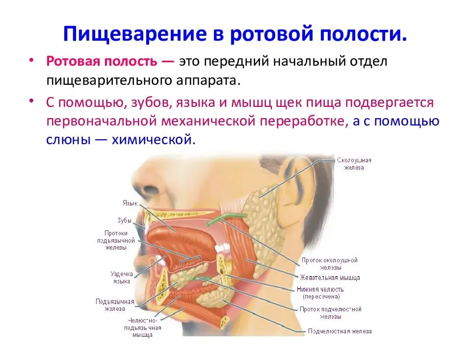 slide-share - свободный доступ