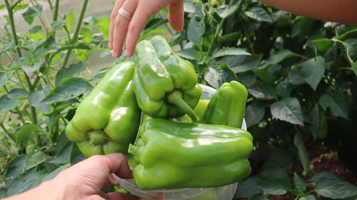 После нескольких таких подкормок даже плоды становятся слаще на вкус.