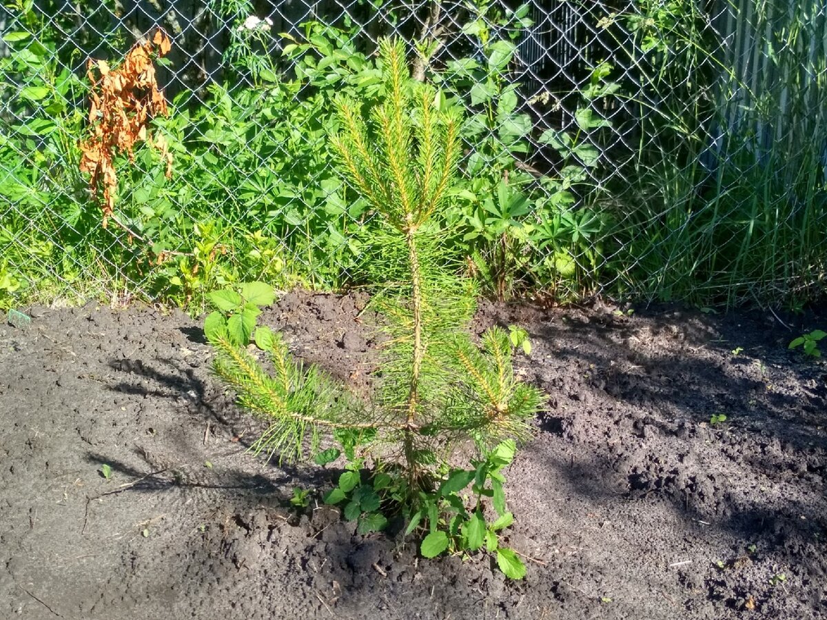 Моя ёлочка. Фото автора.