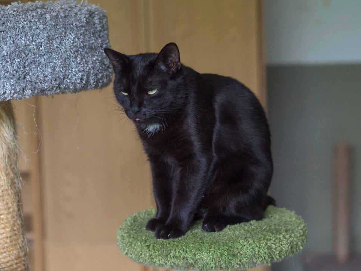 Изящная, гладкая и красивая. Ибица никуда не торопиться, она рассудительная и спокойная.