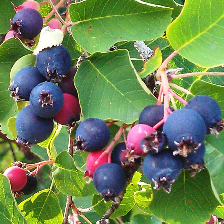 Ирга кустарник. Ирга канадская (Amelanchier canadensis). Ирга канадская Ламарка ягоды. Ирга ягода дерево. Ирга канадская Sleyt.