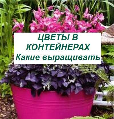 цветы в контейнерах