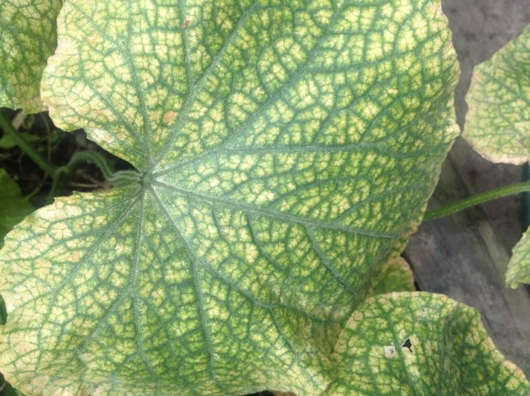 Недостаток магния у огурцов можно определить по внешнему виду листьев (источник фото: moyadacha.temaretik.com)