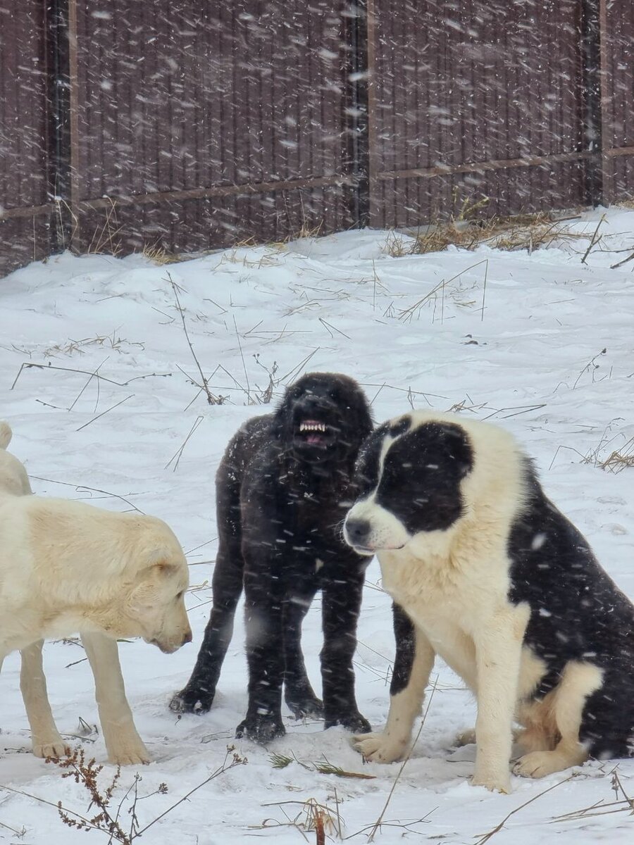 Типичное поведение Нуар