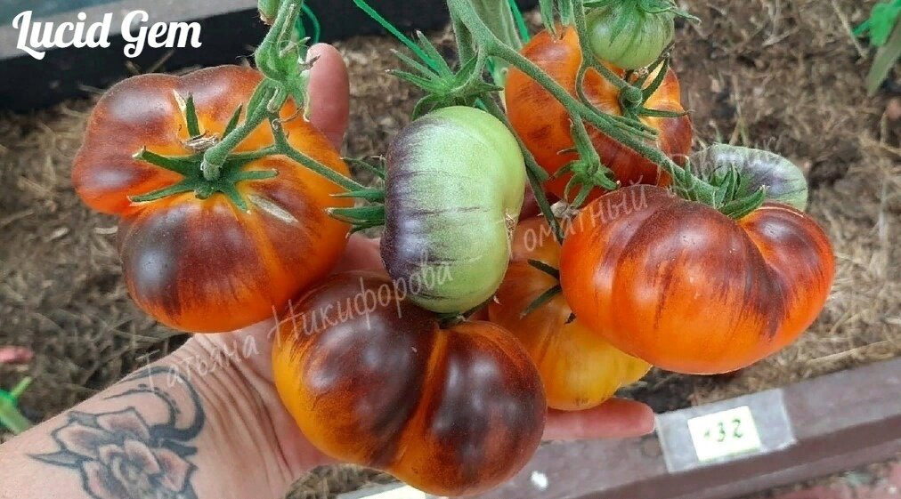 Томат люсид джем. Томат люсид джем. Томат сорт люсид джем. Томат сорт люсид джем. Томат ясный самоцвет мязина.