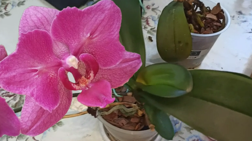 Как отделить детку правильно и когда лучше. Орхидея Phalaenopsis сорт Паваротти. Посадка, деление.