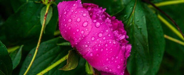 Интересный факт: древнегреческая легенда гласит, что пион получил свое название в честь врача Пеана, который принес цветок людям с вершины Олимпа. Цветок, росший только на этой горе охранялся огромным дятлом. Богиня Лето (богиня родов), ценившая способность врача использовать целебные свойства трав, решает подарить ему этот редкий цветок.