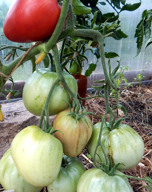 Тяжеловес Сибири