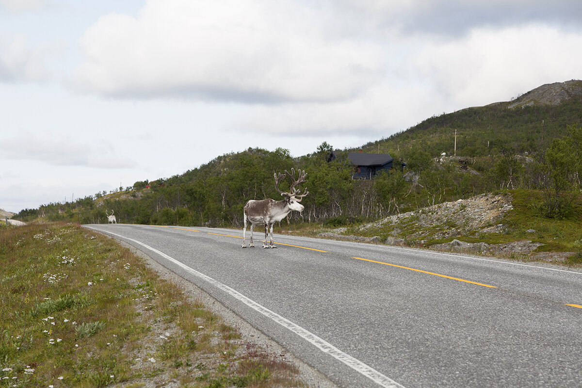 Северный олень посреди шоссе. Норвегия
