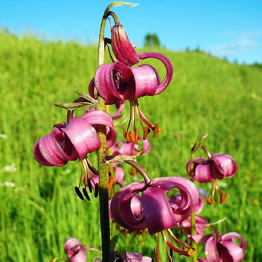 Lilium martagon l. Лилия кудреватая