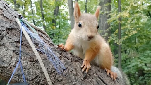 Кормлю ещё одного бельчонка