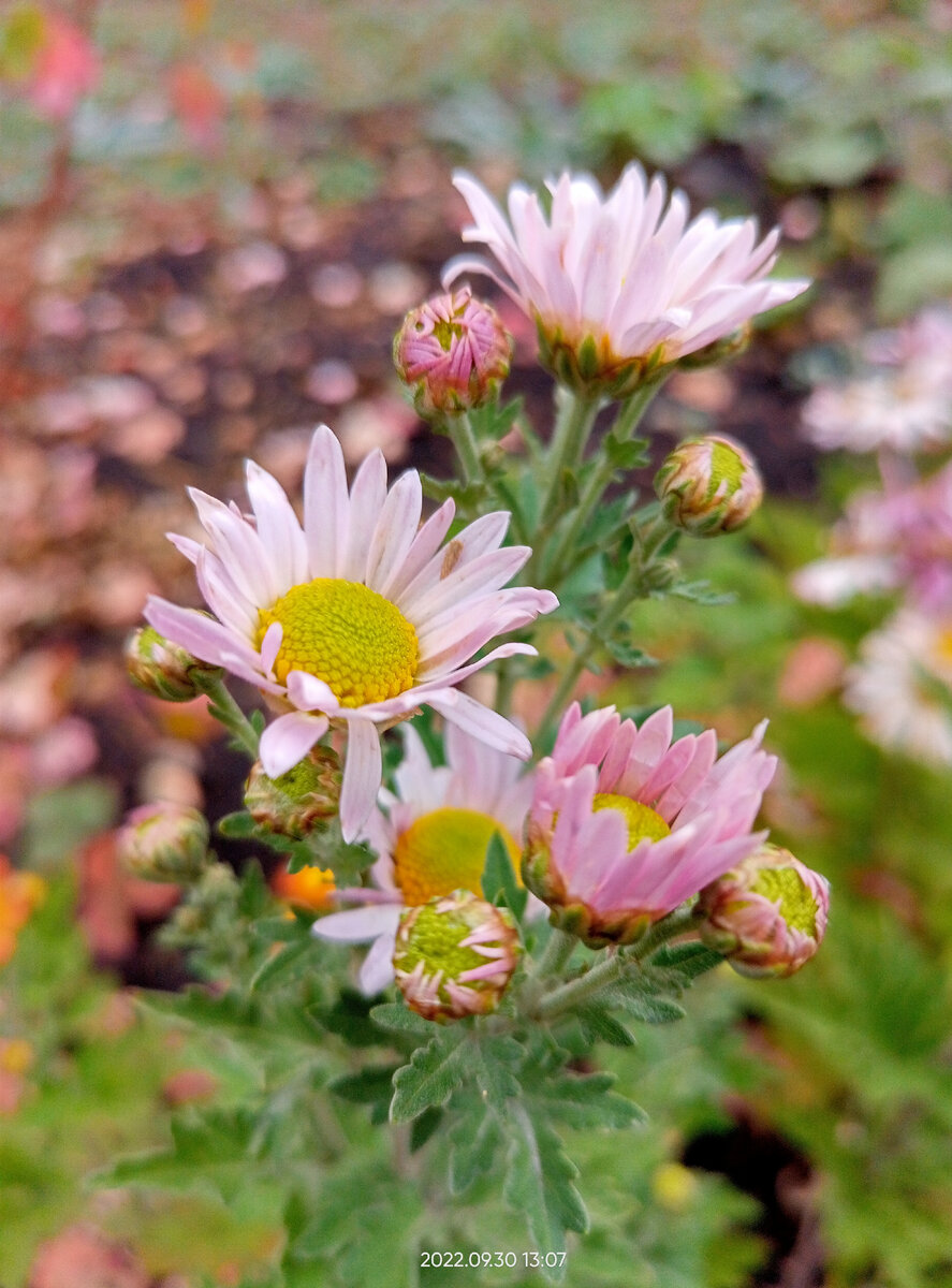 Хризантемы из фоамирана / Chrysanthemum of foamIran