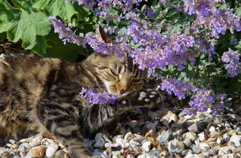 Котик и котовник лимонный