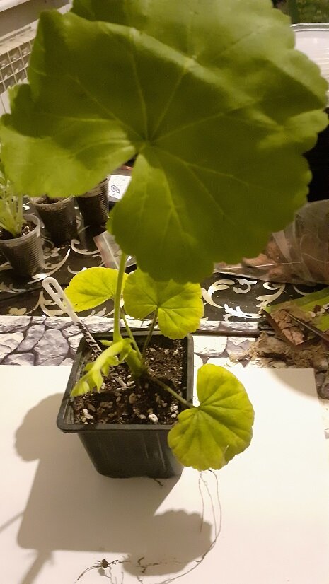 И кстати, это вот так корни у нее из горшочка свисали. Большой лист не один, а целых три (обрезала).