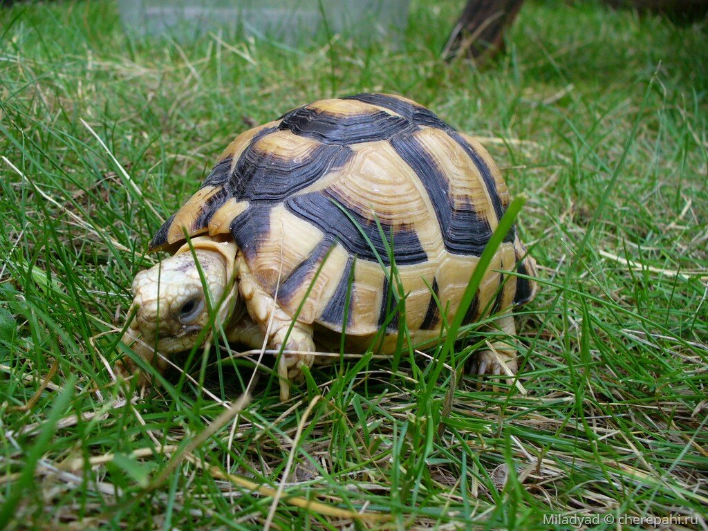 Черепахи минск. Египетская сухопутная черепаха. Testudo kleinmanni. Черепахи в Египте. Черная сухопутная черепаха.