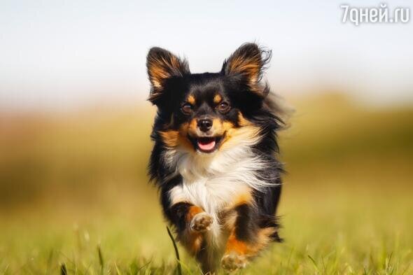    Чихуахуа 123RF/legion-media.ru