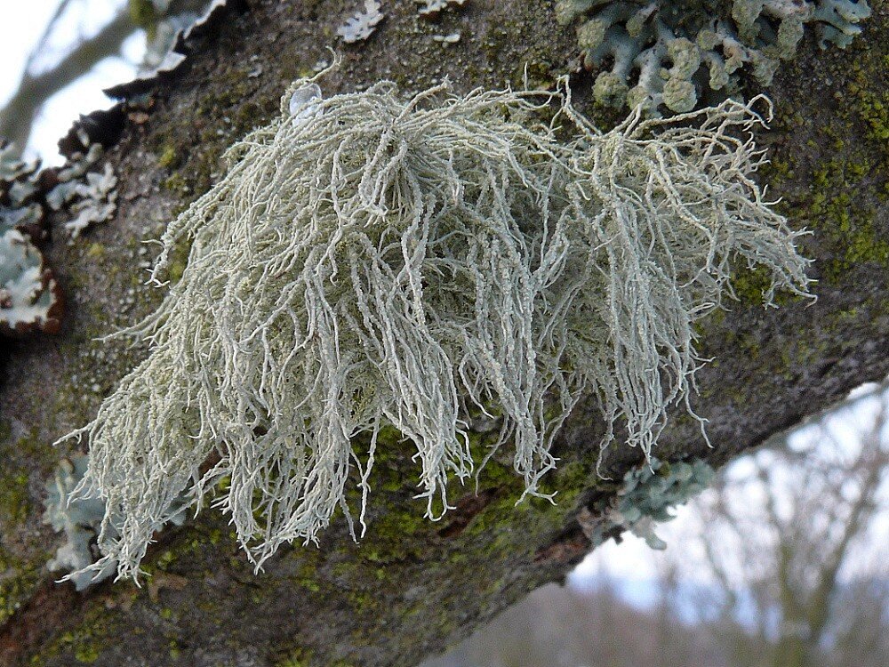 Уснея. Уснея жестковолосая. Usnea subfloridana. Уснея жесткая (Usnea hirta). Уснея бородатая иммуностимулятор.