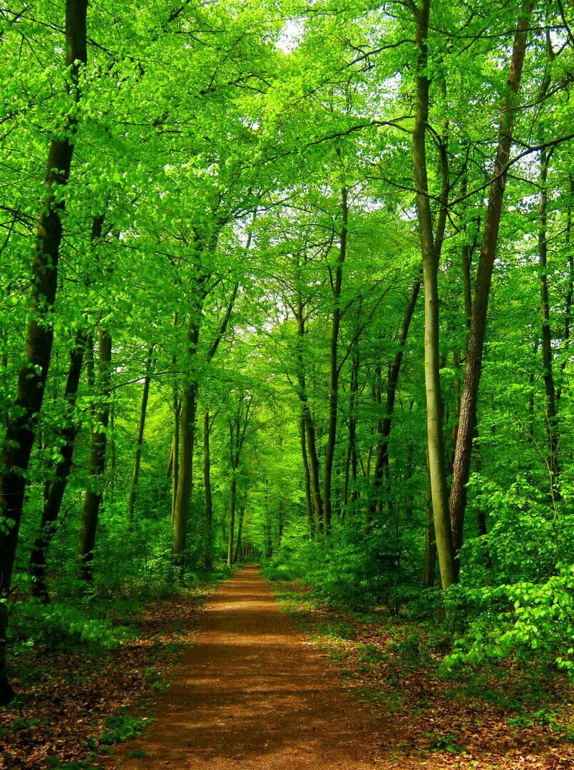 Дорожка через лес фото