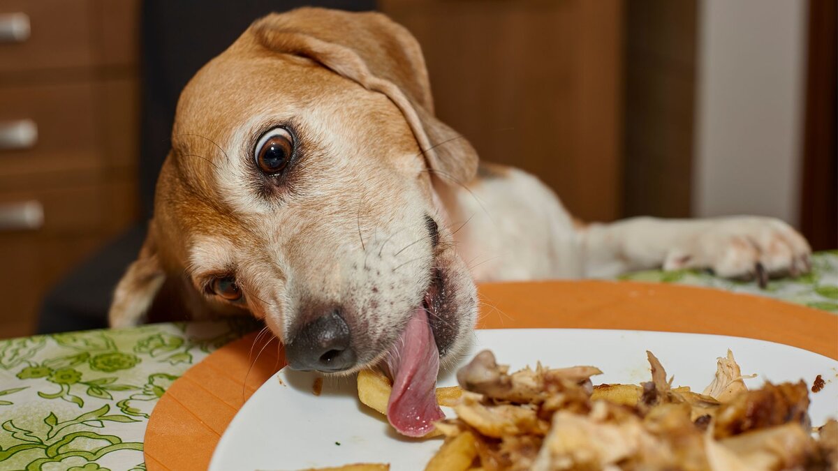 А ваша собака ворует еду со стола? Что делать, как отучить? | Dog Breeds |  Дзен