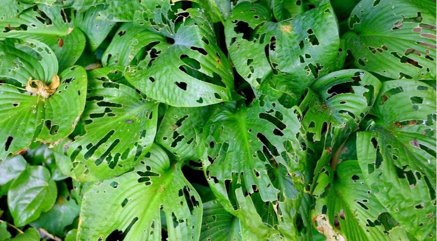 Ну, если на то дело пошло, в дырявых хостах тоже что-то есть. Вологодские кружева напоминает