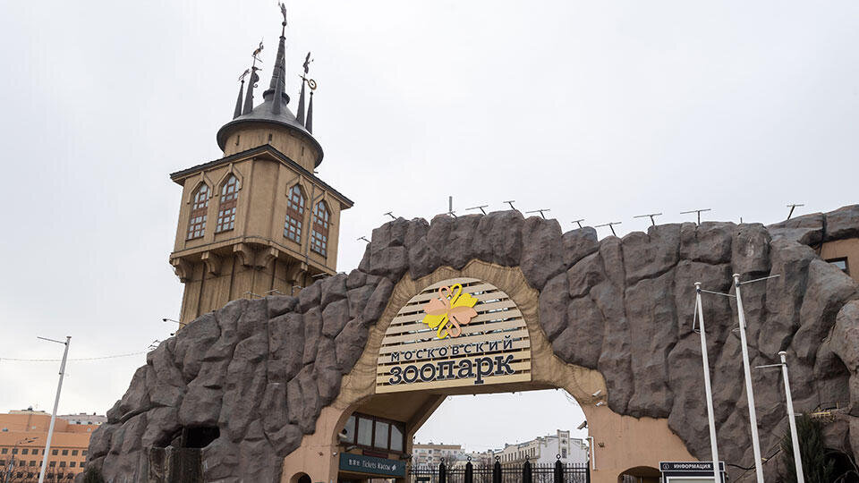     Московский зоопарк спас бурого медведя Грома из Донбасса Global Look Press/Komsomolskaya Pravda