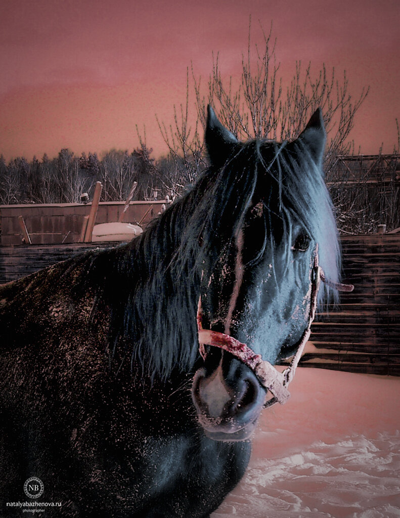 Настоящий орловский рысак. Фото автора.