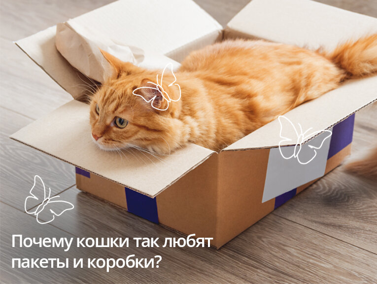 Почему кошки так любят пакеты и коробки? | Апиценна | Дзен