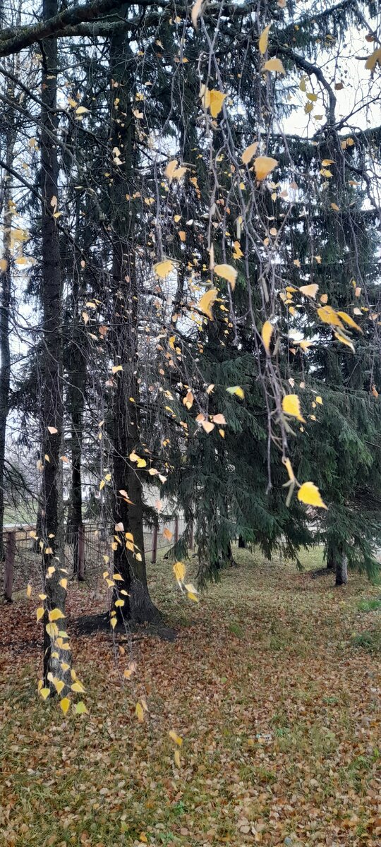 Словно остатки сусального золота...