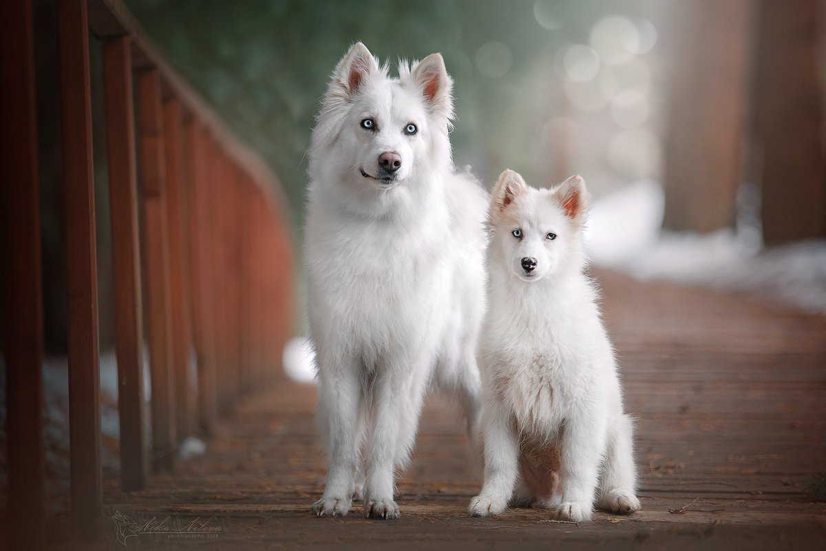 Если бы у белых ходоков были собаки, они выглядели бы именно так. 