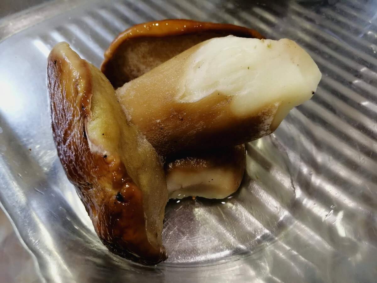 Красивые и ароматные белые грибы