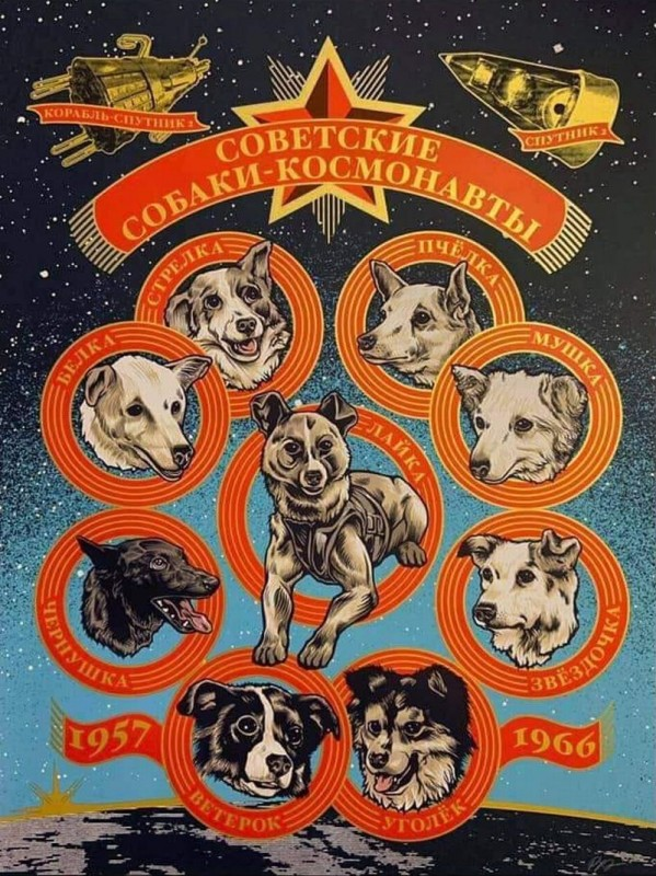 3 ноября 1957 года на втором советском космическом корабле «Спутник-2» отправилась на орбиту собака Лайка — первое живое существо, покинувшее Землю и ставшее космическим путешественником.