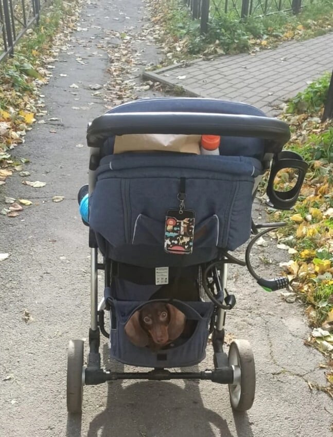 Вот она, красотка, в корзине сидит :) 