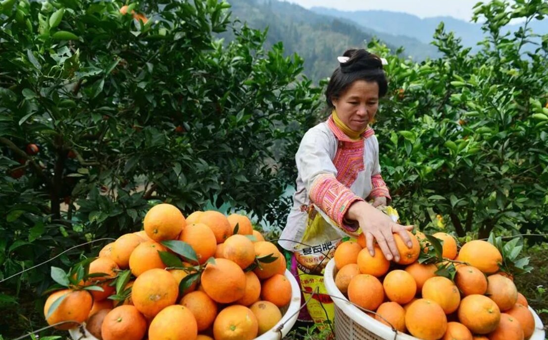 Мандарины азия. Родина мандаринов Чеджу. Родина мандаринов Китай. Апельсины в Китае растут. Сбор урожая апельсинов.