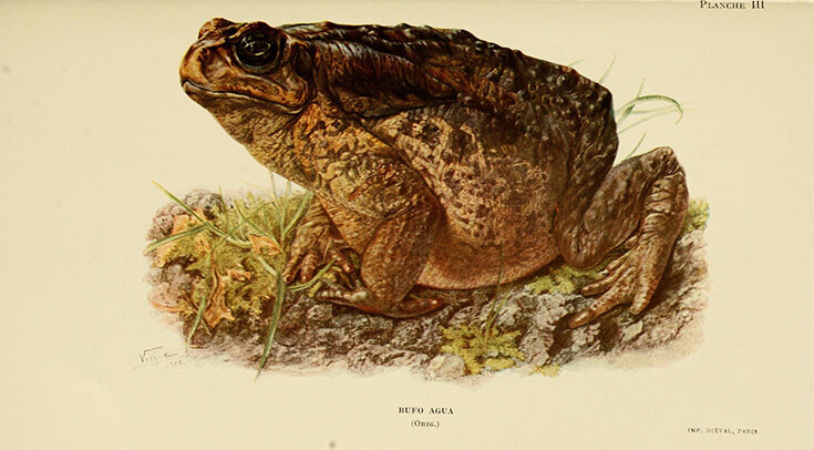     Жаба-ага (Rhinella marina) Biodiversity Heritage Library