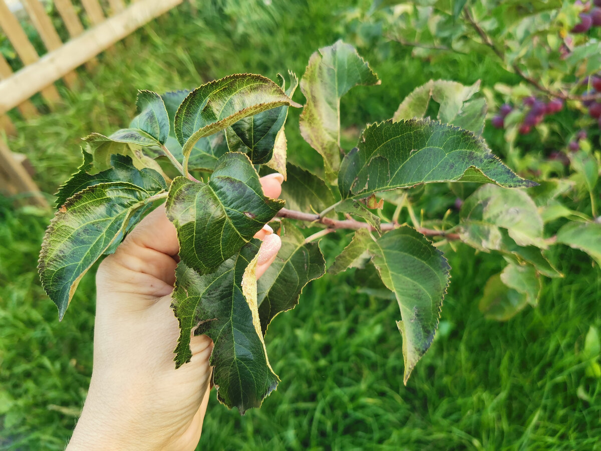 Яблоня китайка Керр: плотные темно-зеленые листья.