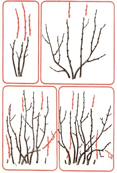 Обрезка чёрной смородины осенью схема. Обрезка смородины схема. Смородина как обрезать осенью правильно на зиму. Смородина как обрезать осенью правильно на зиму. Смородина как обрезать осенью правильно на зиму.