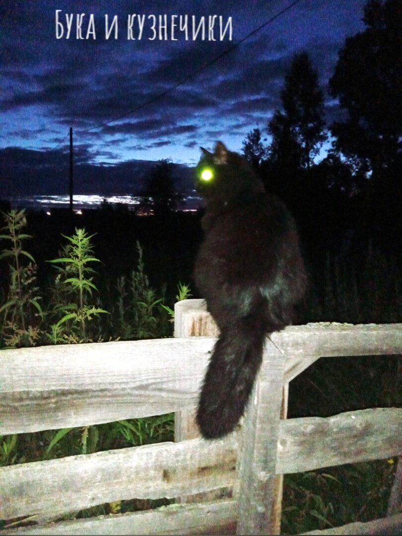 Лето, ночь