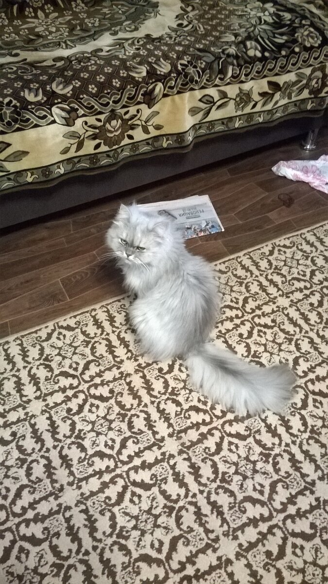 Главы из повести "Кошачья жизнь"