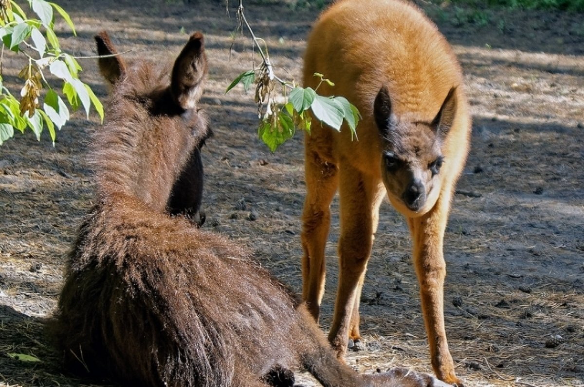    В зоопарке Новосибирска лама плюнула в посетительницу