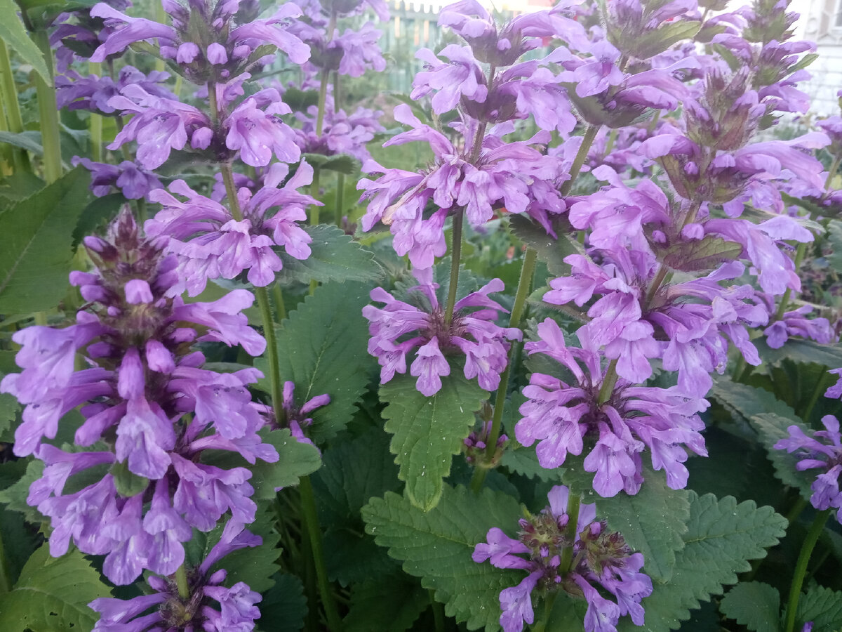 Буквица крупноцветковая (betonica grandiflora). Буквица (betonica grandiflora). Бетоника грандифлора. Бетоника грандифлора. Буквица цветок многолетник.