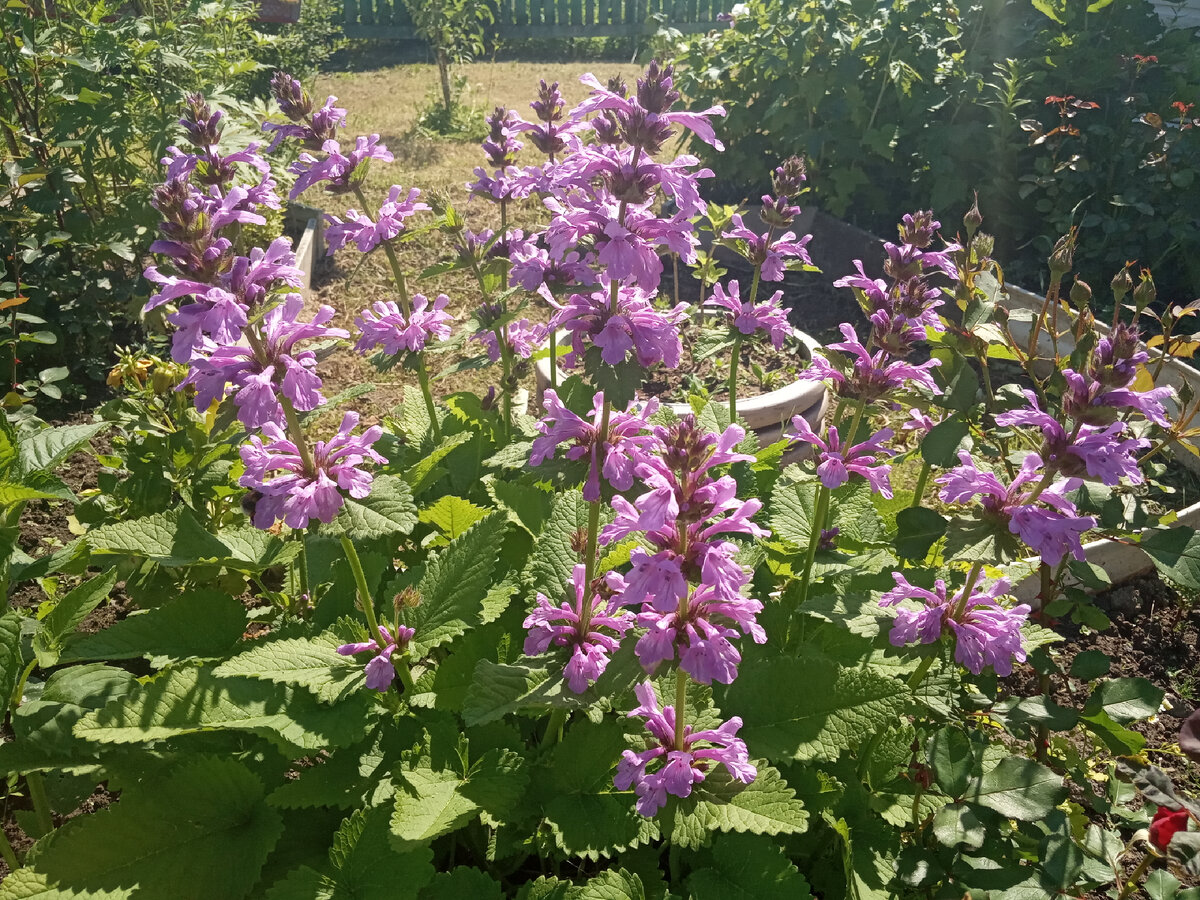 Буквица цветок многолетник. Stachys macrantha. Бетоника грандифлора. Буквица крупноцветковая (Betonica grandiflora).