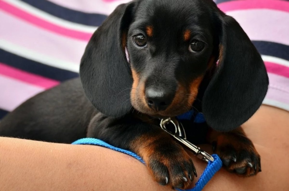    Ветеринары из Тюмени вылечили таксу, у которой были парализованы лапы