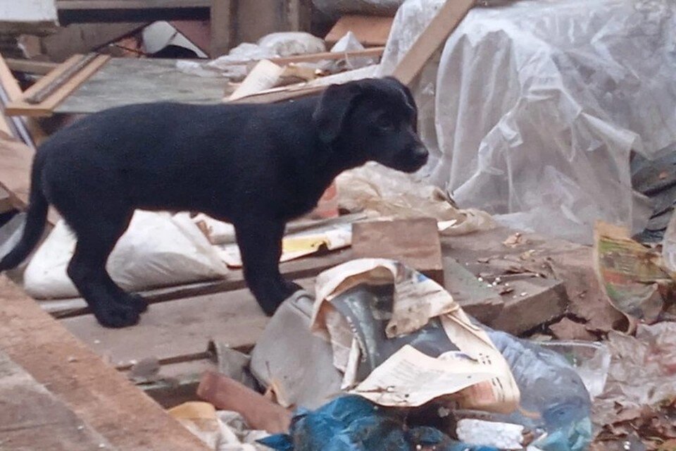     Хвостатую семью регулярно подкармливают местные. Фото: Ксения